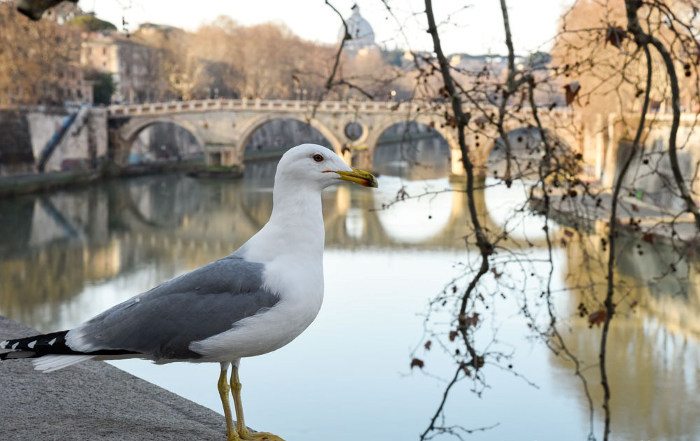 Река Тибр в Риме: интересные факты