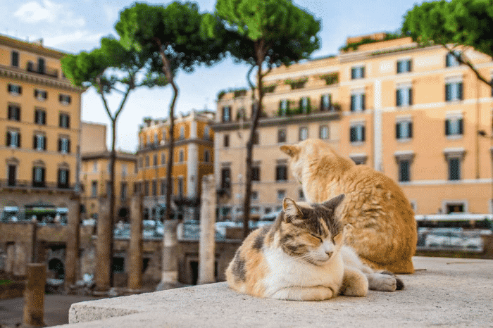 Рим туристический: убежище кошек
